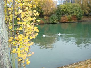 2010 gold leaves and swans