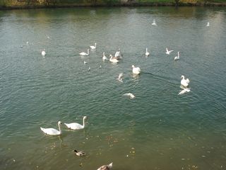 2010 birds