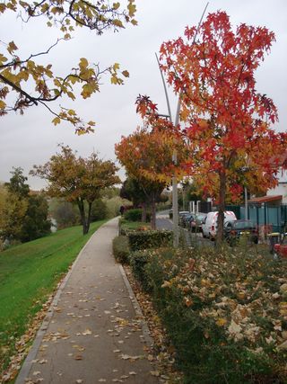 2010 Fall on the Marne