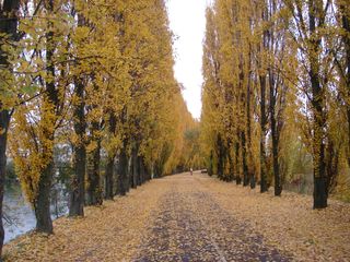 2010 gold leaves bry_noisy
