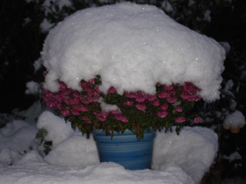 2010 snow on flowers