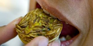 Worm quiche