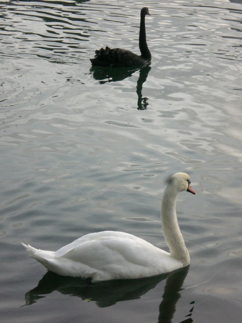 Swans black and white