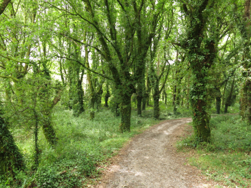 Wayword_Camino_Norte_Road